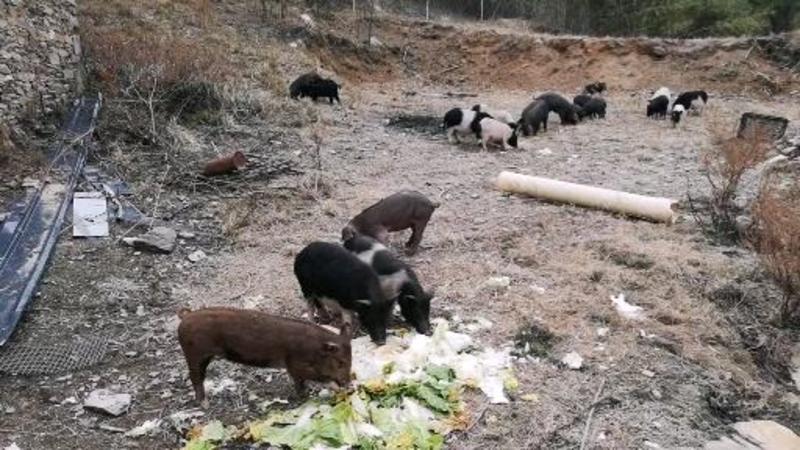 野香猪，香猪配野猪后代