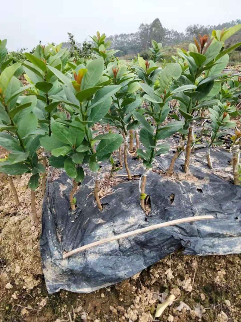 广东香水柠檬苗四季挂果产量高当收到货时有死苗断苗免费