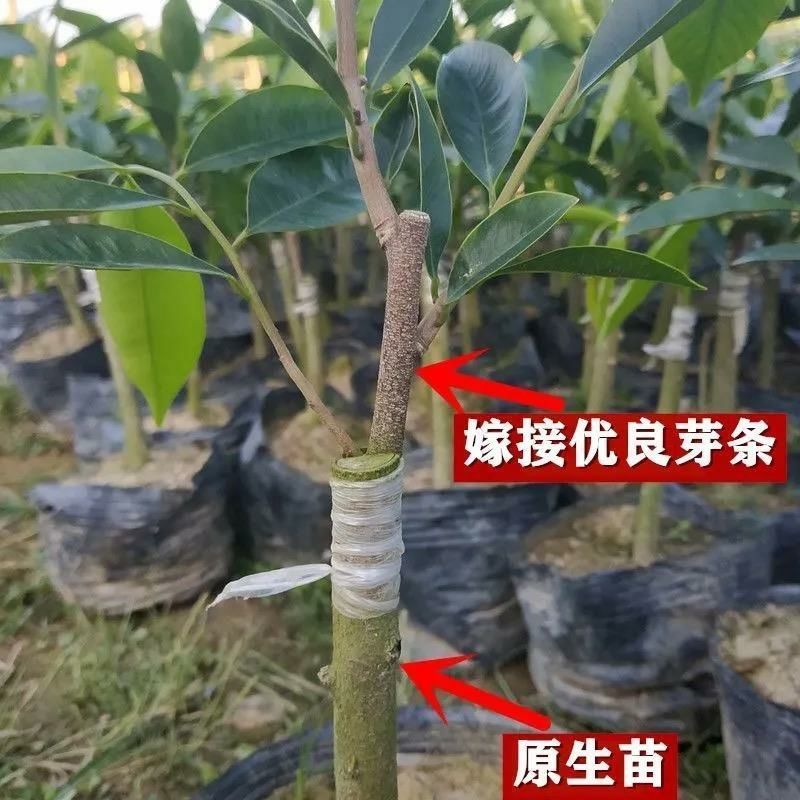 正宗名贵苗木海南沉香树苗奇楠嫁接苗黄花梨树苗金丝楠木盆栽