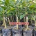 正宗名贵苗木海南沉香树苗奇楠嫁接苗黄花梨树苗金丝楠木盆栽