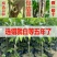 正宗名贵苗木海南沉香树苗奇楠嫁接苗黄花梨树苗金丝楠木盆栽