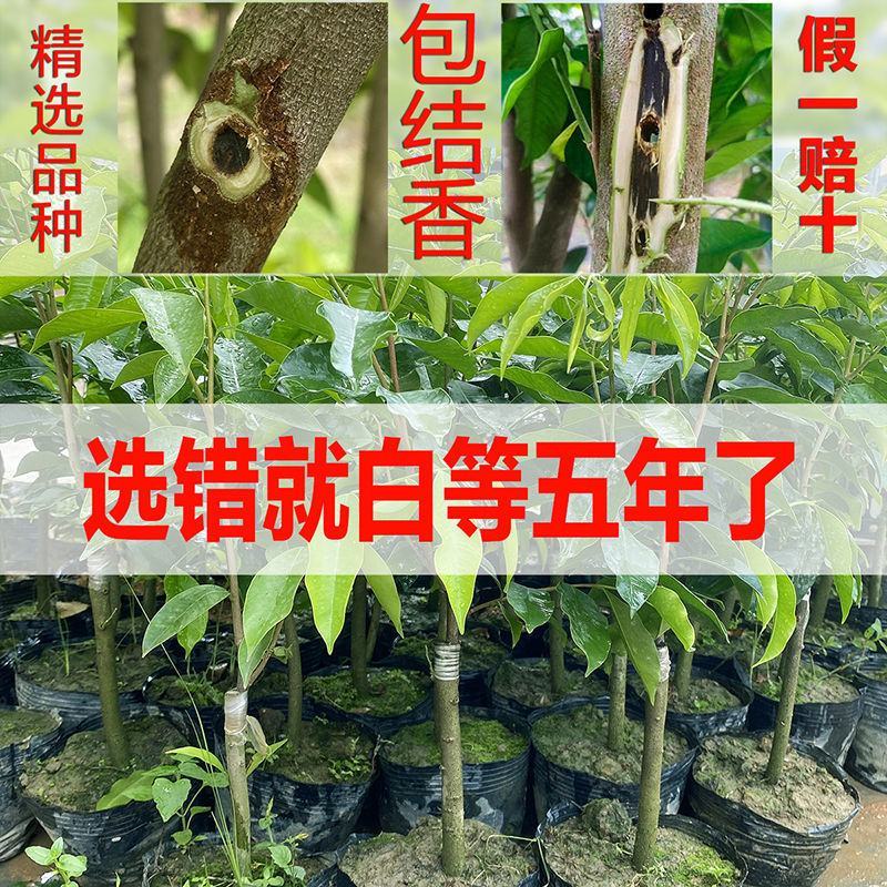 正宗名贵苗木海南沉香树苗奇楠嫁接苗黄花梨树苗金丝楠木盆栽