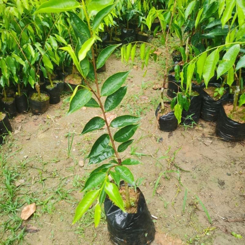 正宗名贵苗木海南沉香树苗奇楠嫁接苗黄花梨树苗金丝楠木盆栽