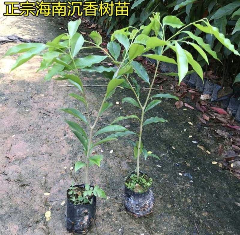 正宗名贵苗木海南沉香树苗奇楠嫁接苗黄花梨树苗金丝楠木盆栽