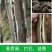 正宗名贵苗木海南沉香树苗奇楠嫁接苗黄花梨树苗金丝楠木盆栽