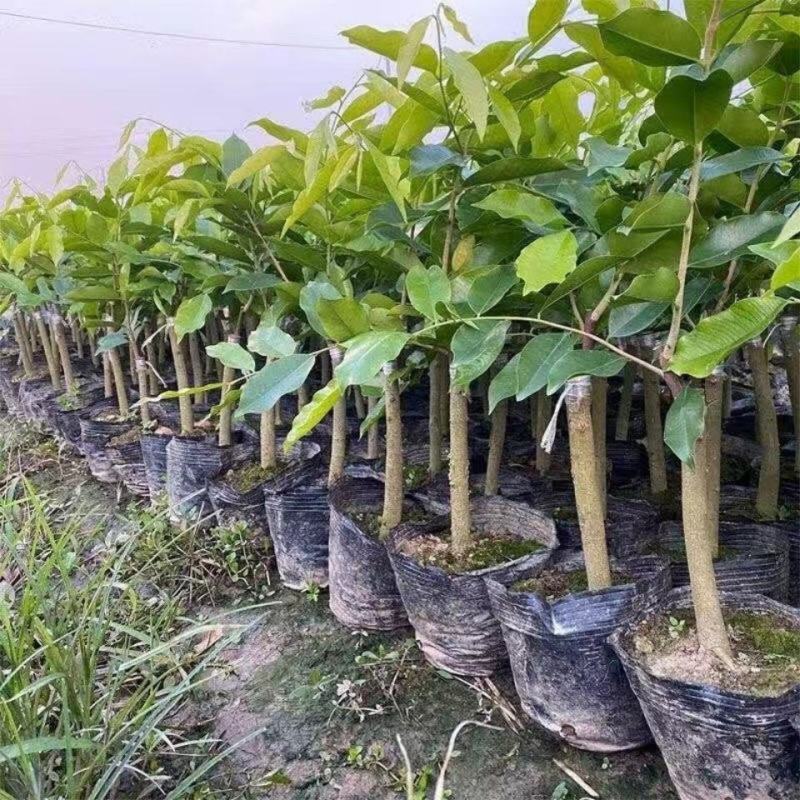 正宗名贵苗木海南沉香树苗奇楠嫁接苗黄花梨树苗金丝楠木盆栽