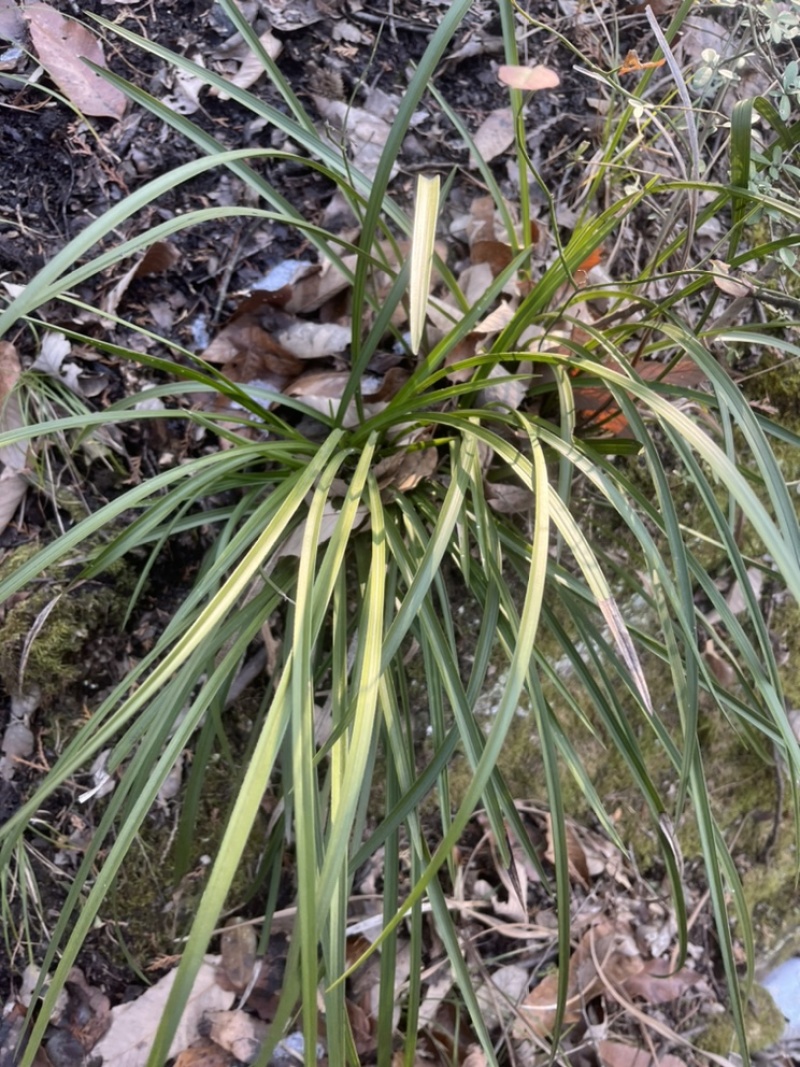 野生兰花春兰蕙兰