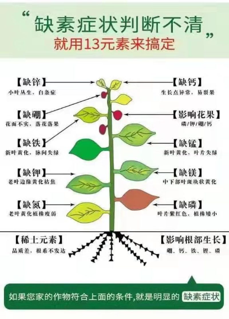 螯合铁（EDDHA）专业疗植物缺铁性黄化