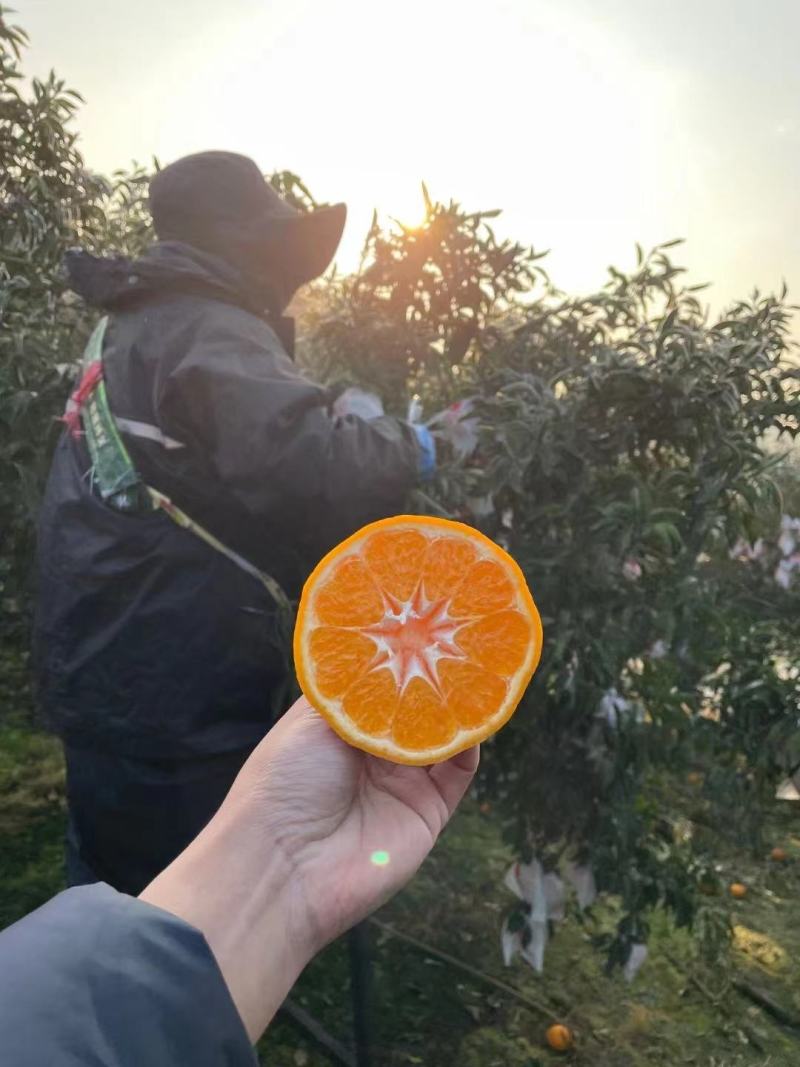 现货四川不知火丑橘原产直发，支持各大平台合作，一件代发