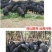 新鲜冷冻特级开口猪心全国大部分省份包邮免运费