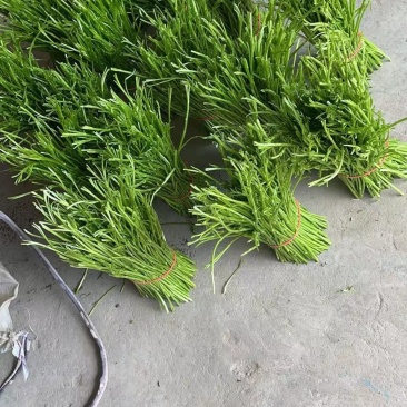 芦蒿，天龙芦蒿种植合作社，信誉第一，质量保证