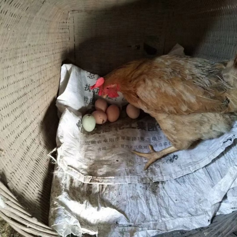 麻羽绿壳🥚鸡纯放养（1-3.5）斤都有！大小鸡