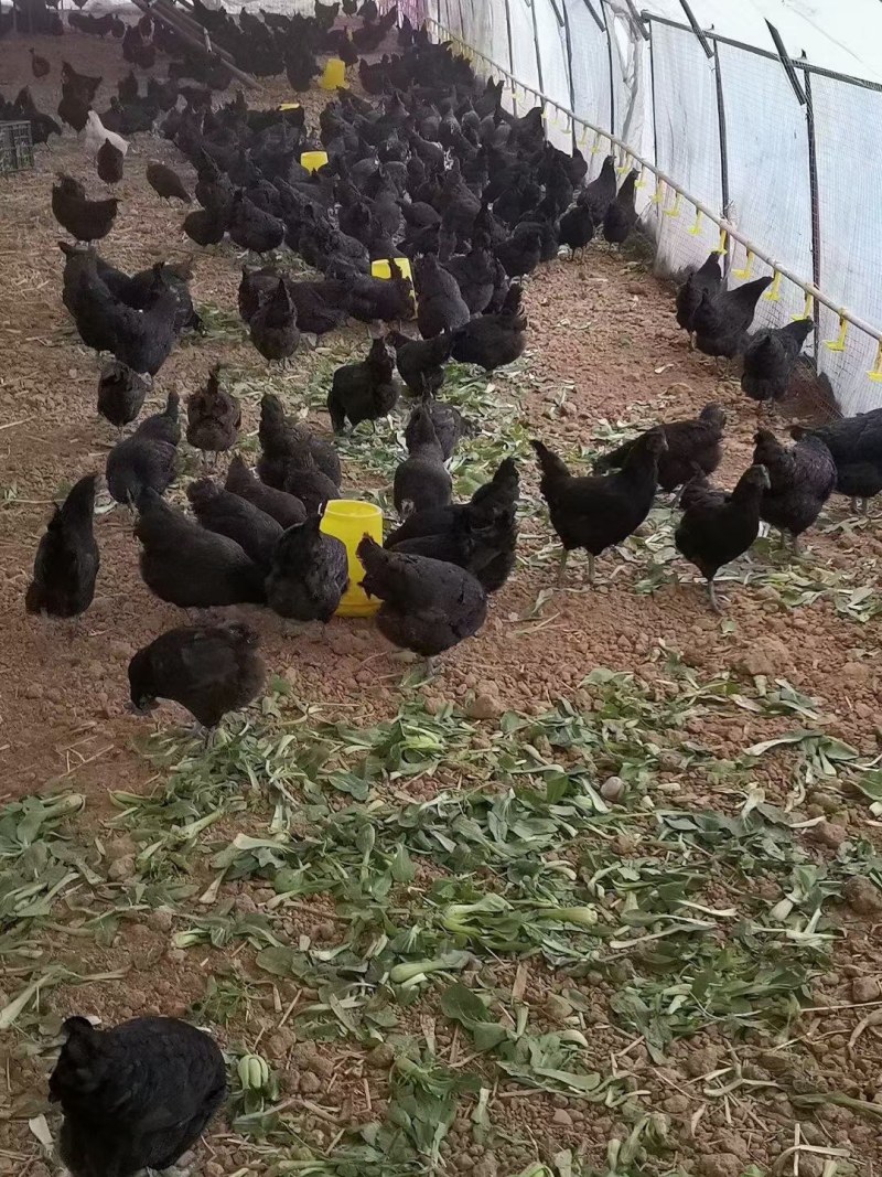 麻羽绿壳🥚鸡纯放养（1-3.5）斤都有！大小鸡