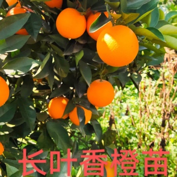 长叶香橙苗，可以留树保鲜八个月，全国包邮假一赔十