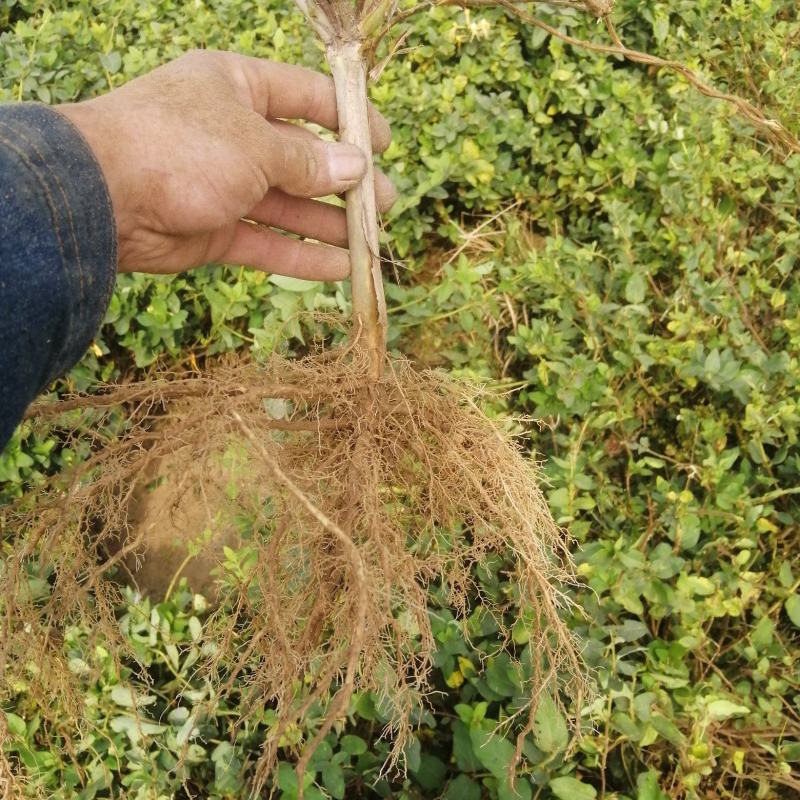 封丘正宗树型四季花种苗金银花苗高产树型大毛花金银花苗