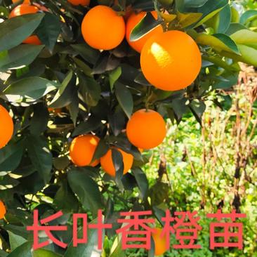 长叶香橙苗，12月成熟，品种纯正，假一赔十