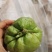 佛手瓜老瓜，发芽瓜！