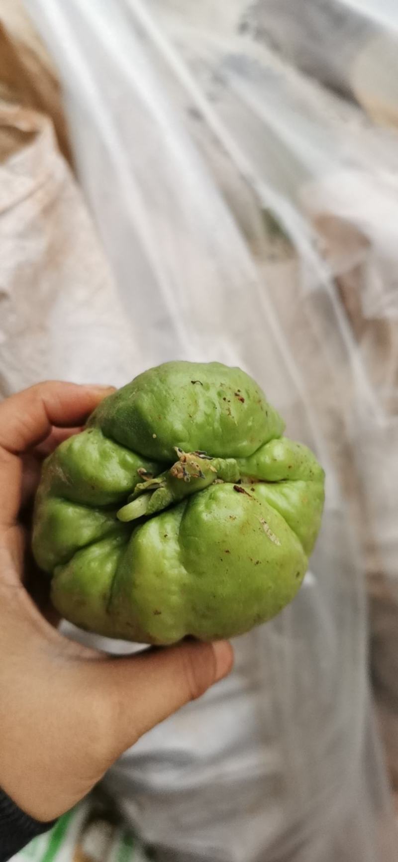 佛手瓜老瓜，发芽瓜！