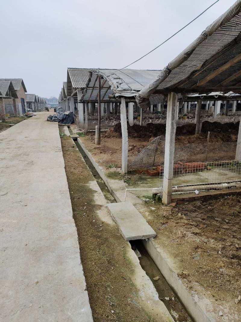 江西省吉安市鸭粪发酵腐熟加工有机肥料大量供货，肥效更持久