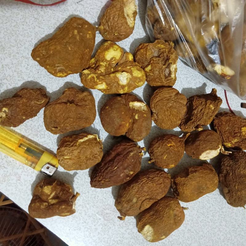 金果揽地苦胆干货