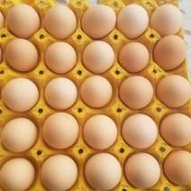 鸡蛋、石家庄晋州市蛋鸡养殖厂、厂家直供新鲜鸡蛋