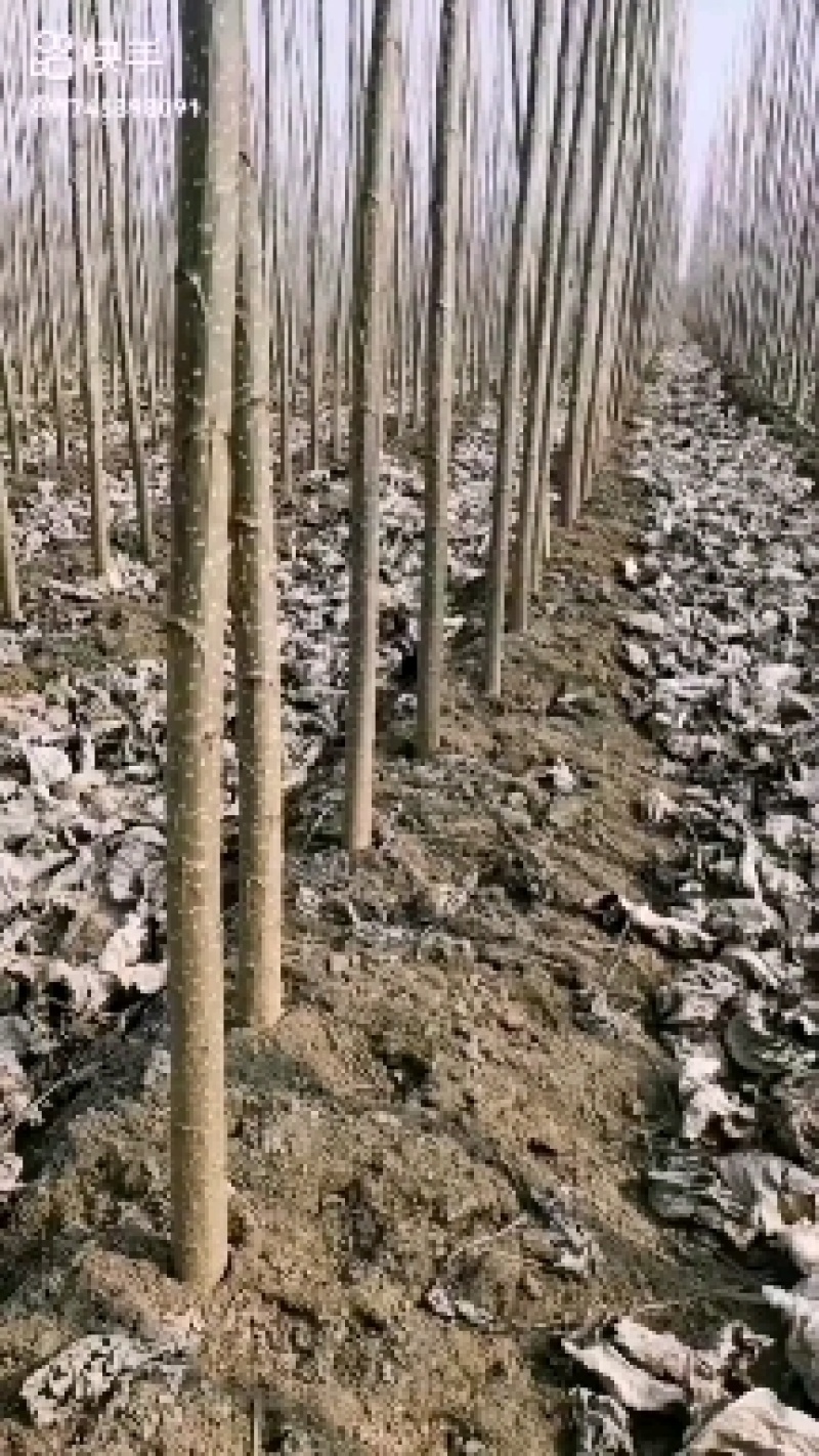 杨树苗