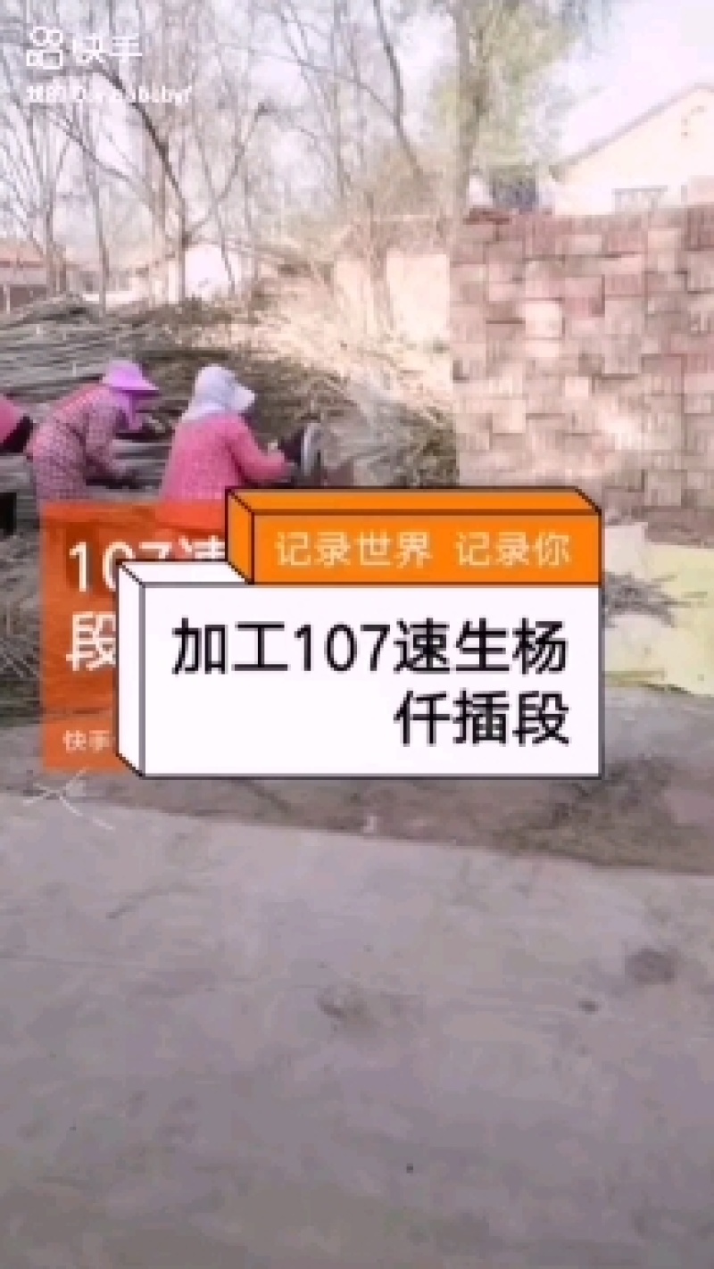 杨树苗
