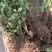 冬青种植批发基地