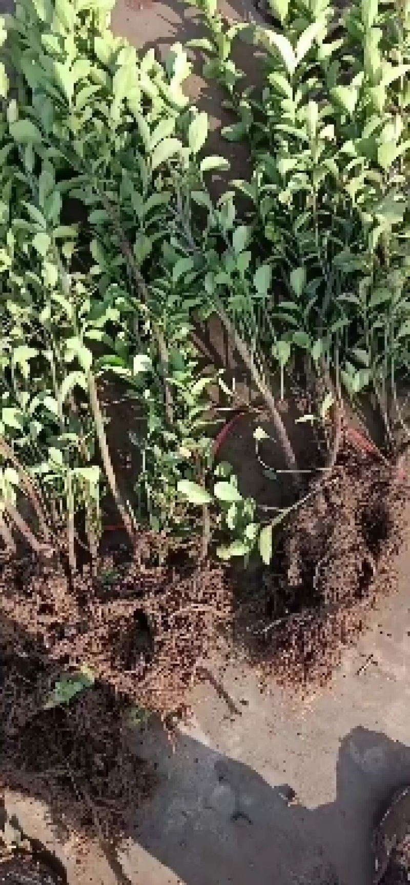 冬青种植批发基地