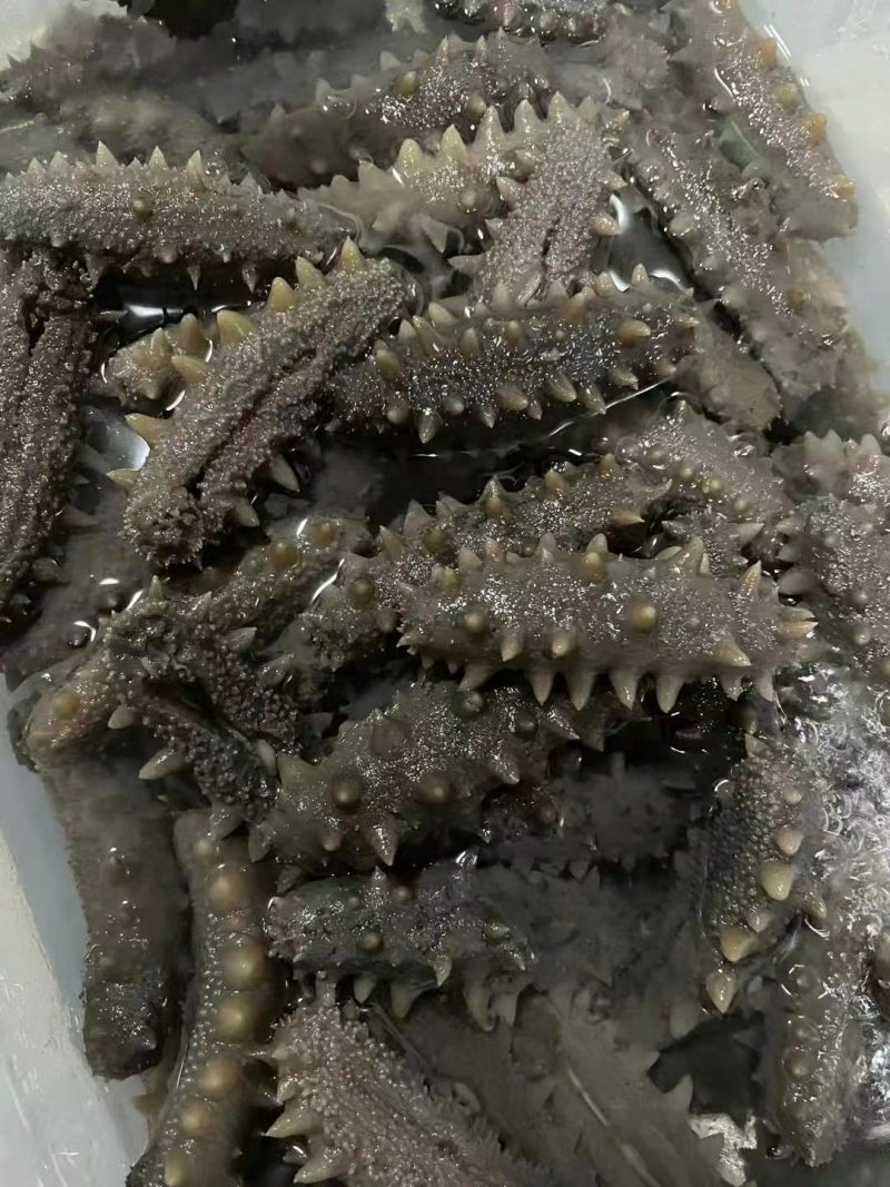 鲜食海参通货、团购**、抖音直销供货
