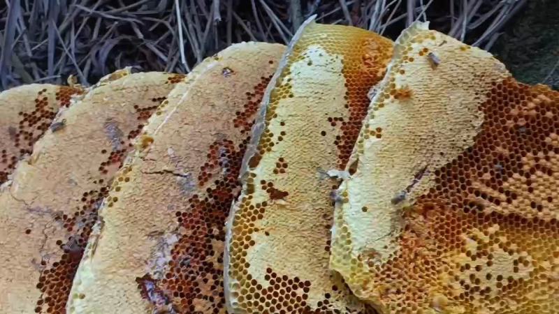 野生土冬蜜大山现找现挖。现挖过程全部视频程现。有图可见