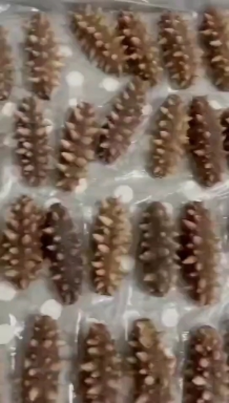 即食海参/淡干海参/半干全干海参支持全国代发可发样品