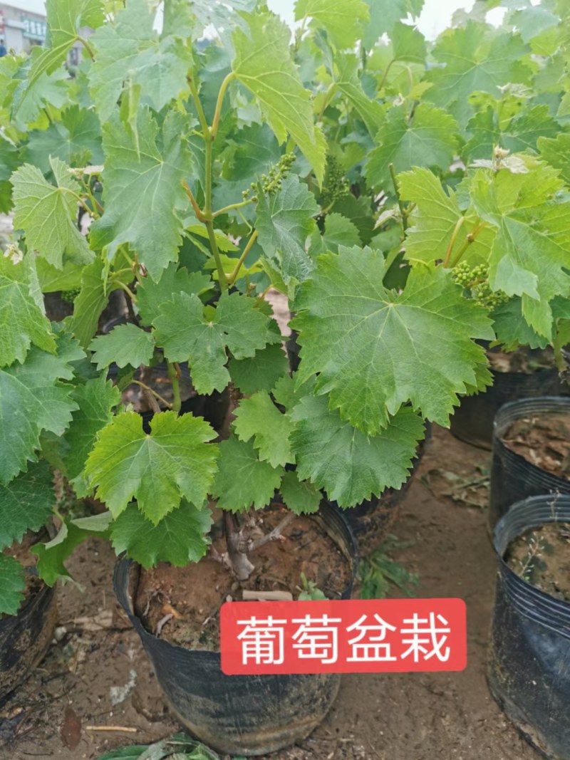纯正甜蜜蓝宝石，阳光玫瑰，浪漫红颜，各种优质苗包活包品种
