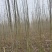 无絮碧玉杨、3804杨树苗，产地直销，量大从优