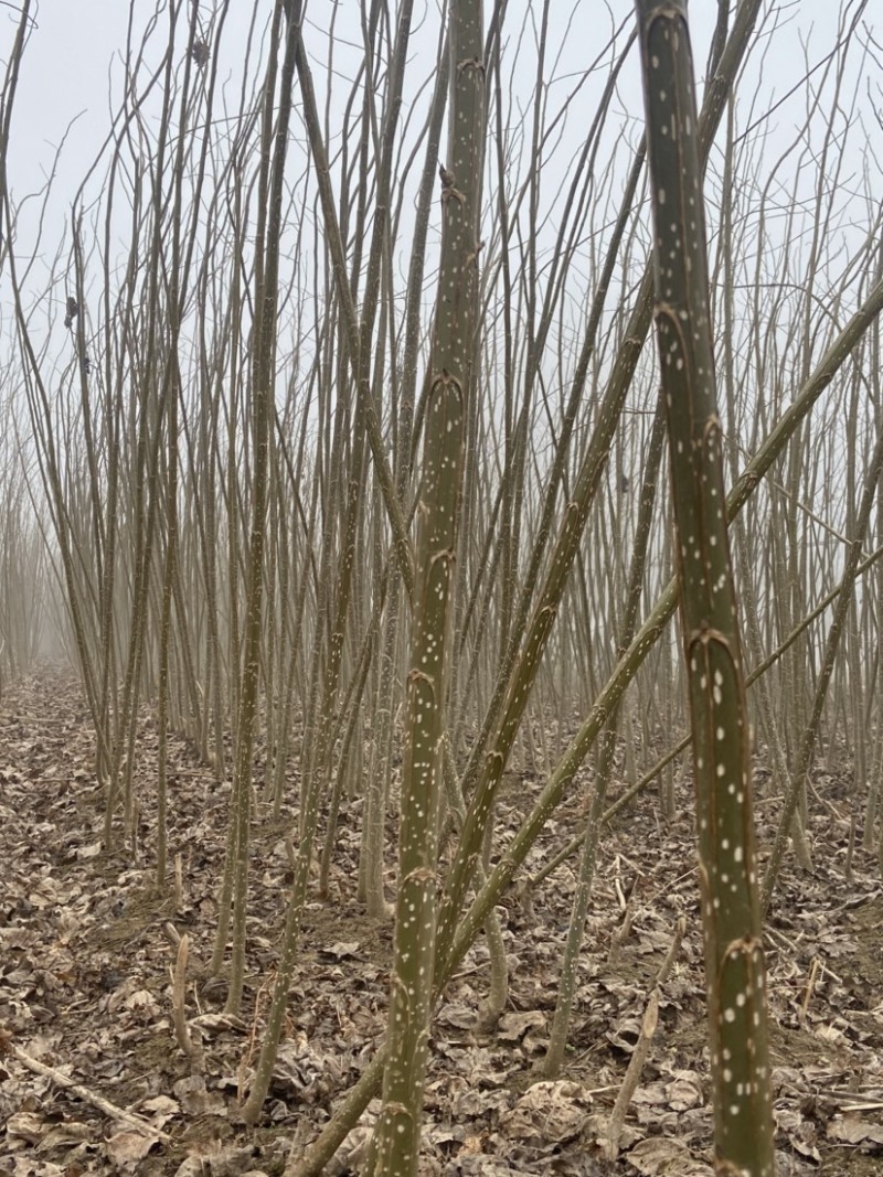 无絮碧玉杨、3804杨树苗，产地直销，量大从优