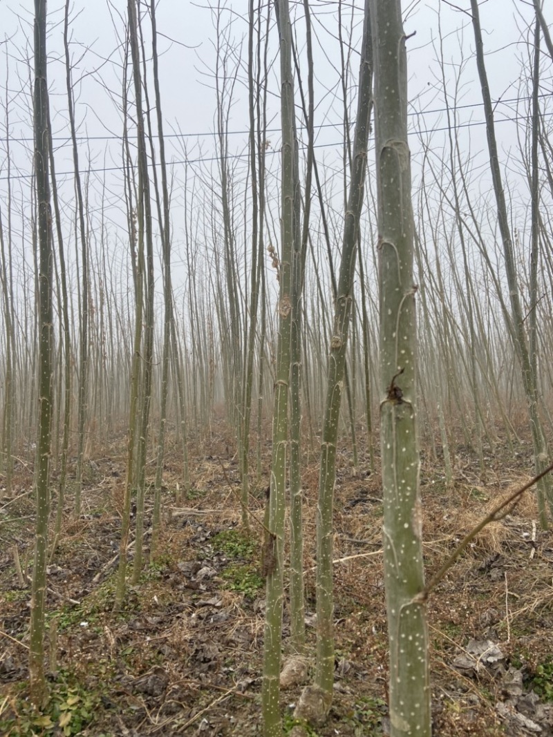 无絮碧玉杨、3804杨树苗，产地直销，量大从优