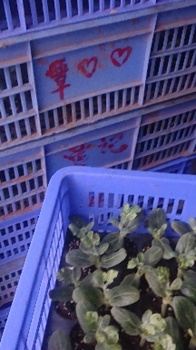 香瓜嫁接苗等农产品嫁接苗支持拿种子来代嫁接