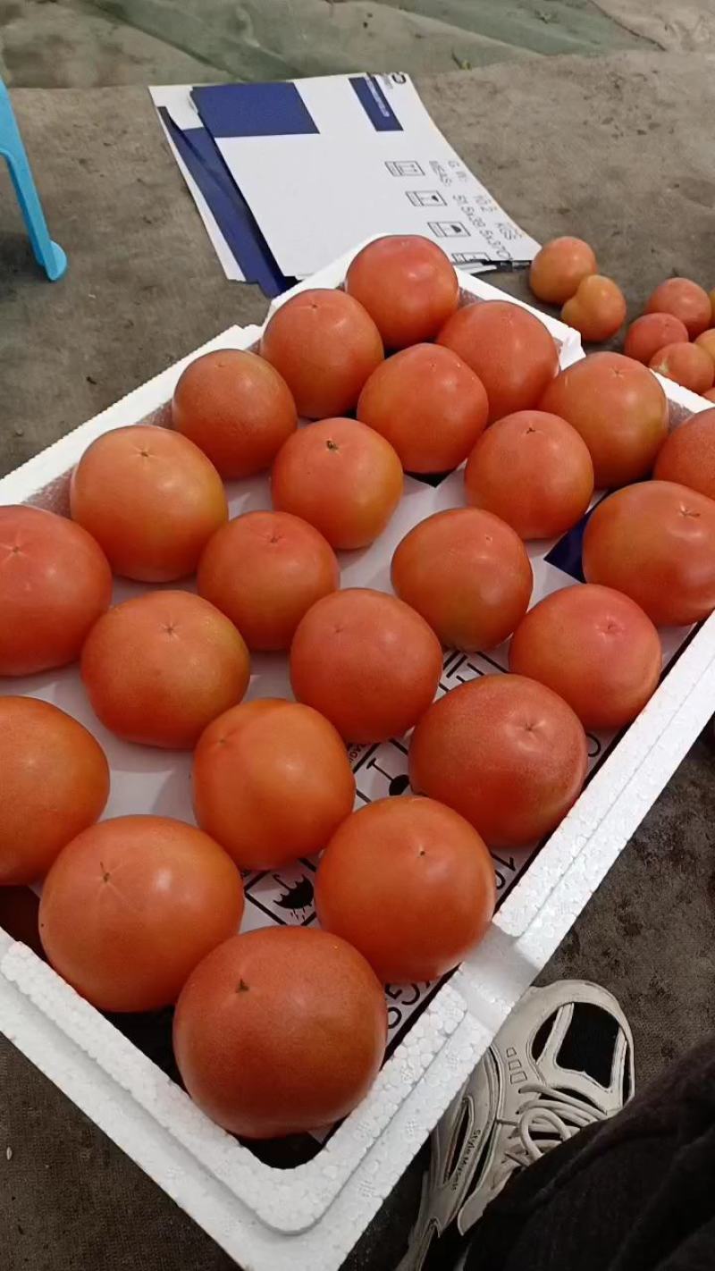 【热卖中】苍南县串果硬红西红柿串果单果光果量大质优