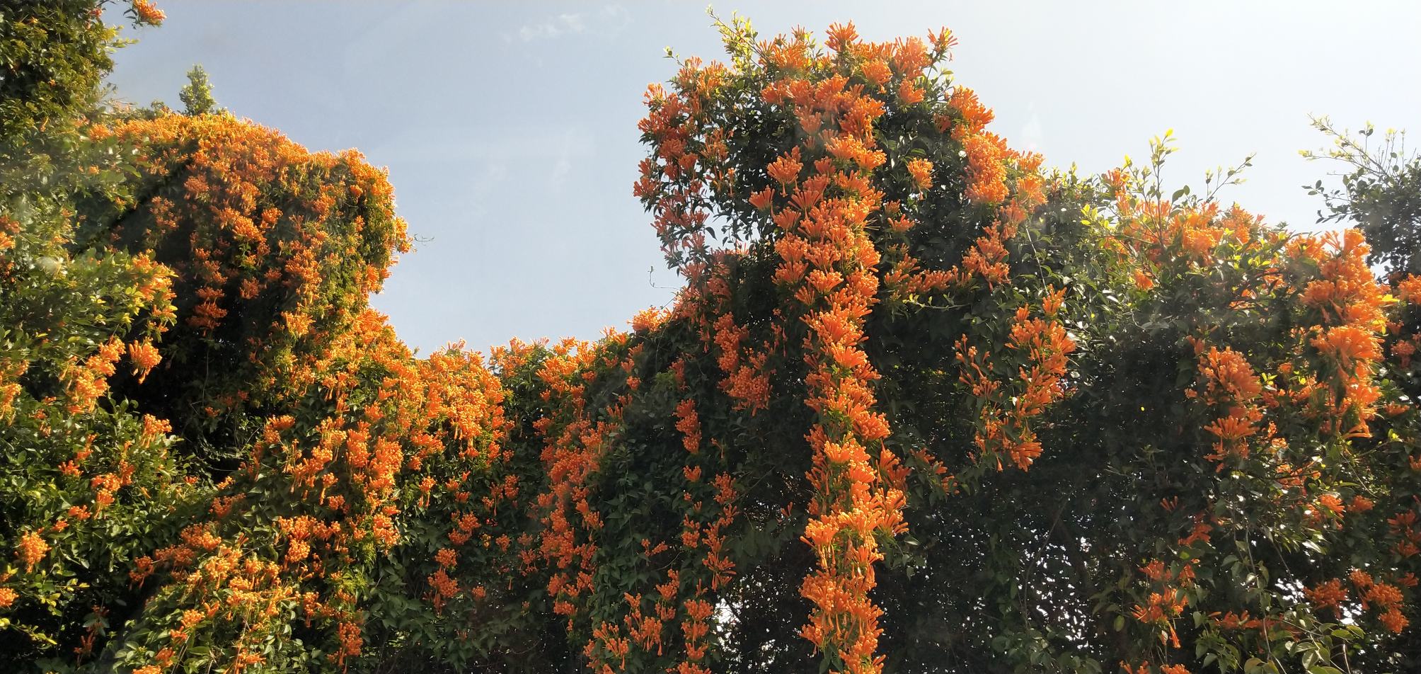 甜橙精油用于香薰和清洁产品的展示图