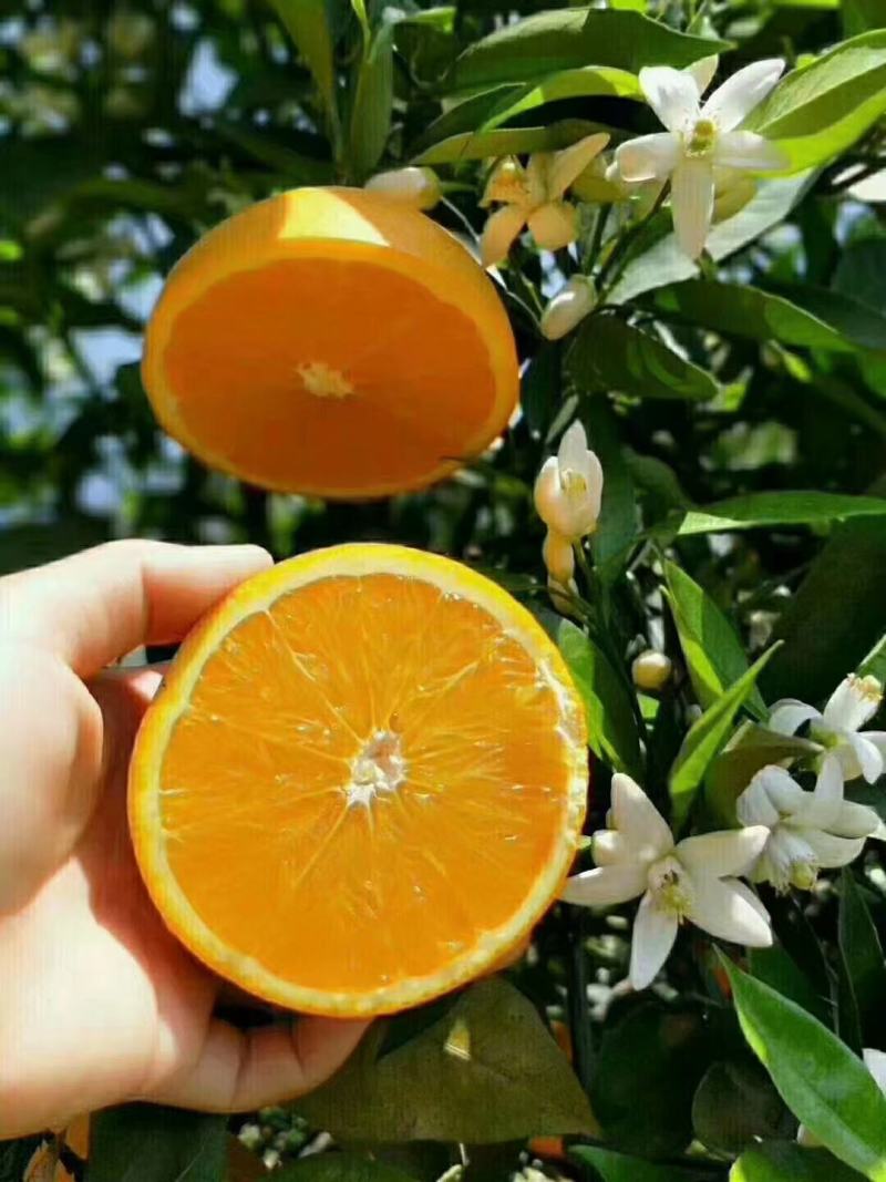 秭归脐橙