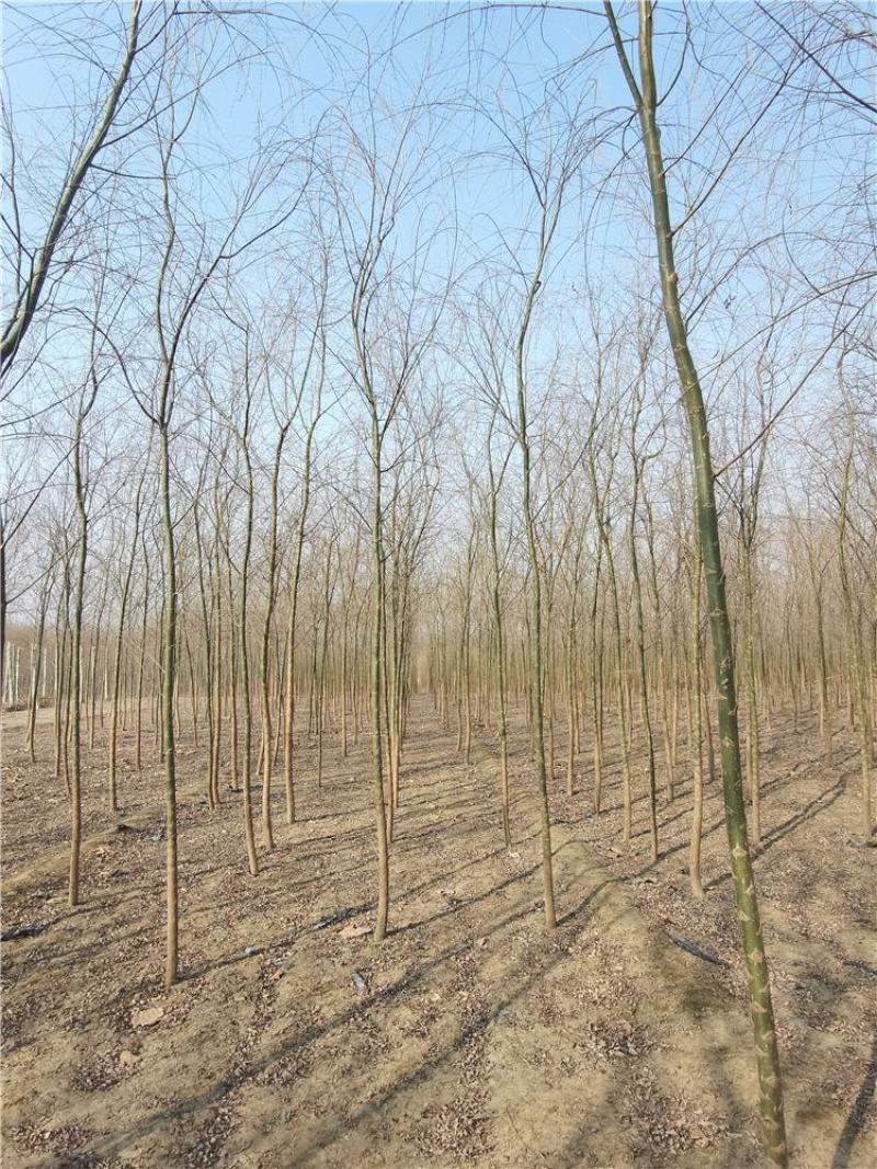 河北柳树2-3-4-5公分柳树苗木出售绿化苗木