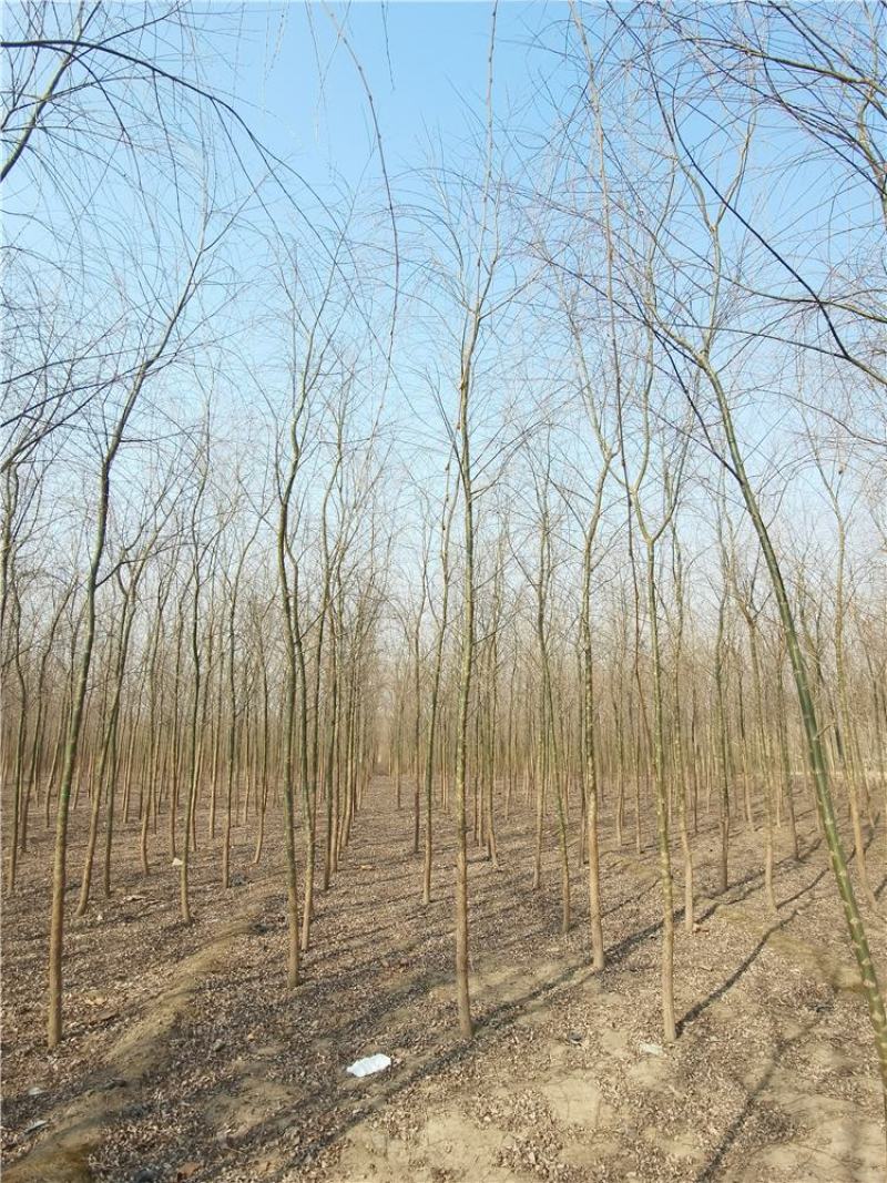 河北柳树2-3-4-5公分柳树苗木出售绿化苗木