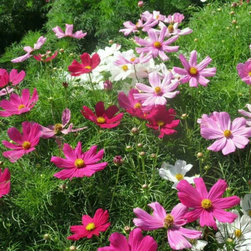 绿化景观花卉，道路绿化花卉，组合花卉让世界充满爱色彩