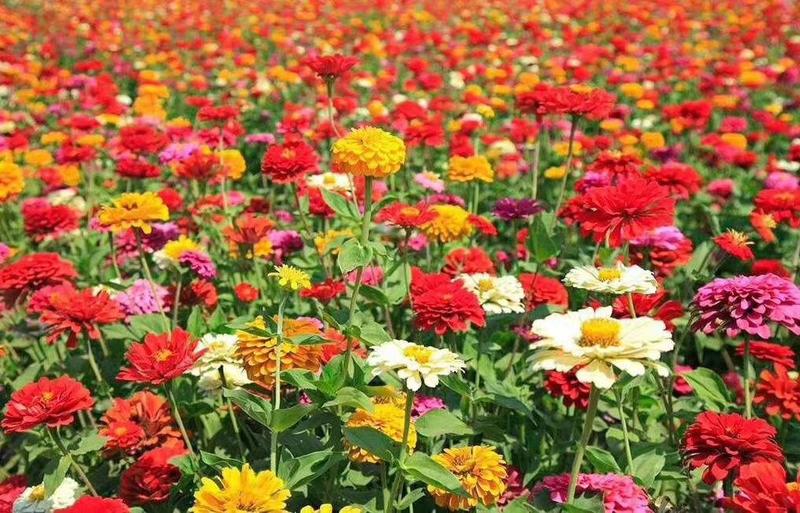 绿化景观花卉，道路绿化花卉，组合花卉让世界充满爱色彩