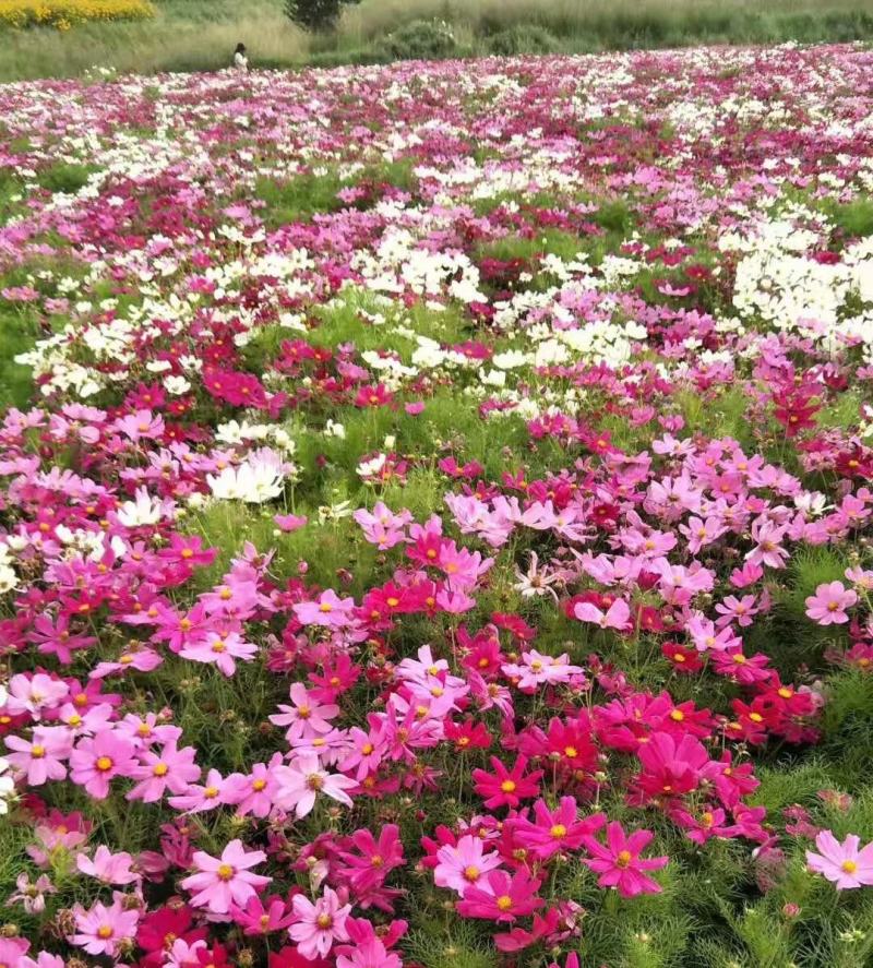 绿化景观花卉，道路绿化花卉，组合花卉让世界充满爱色彩