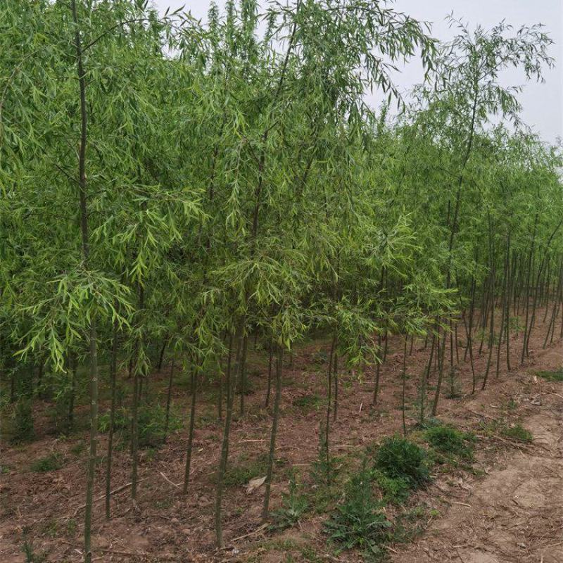 河北柳树2-3-4-5公分柳树苗木出售绿化苗木