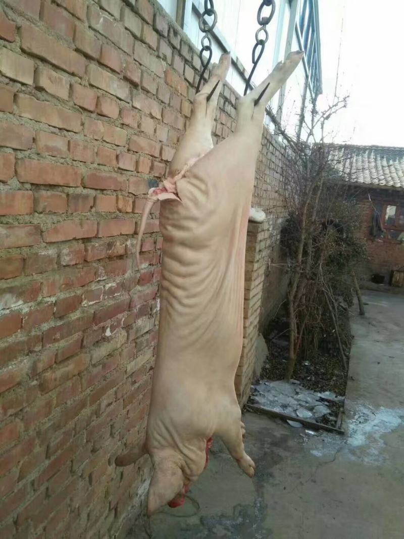 高原散养土藏香猪蕨麻猪