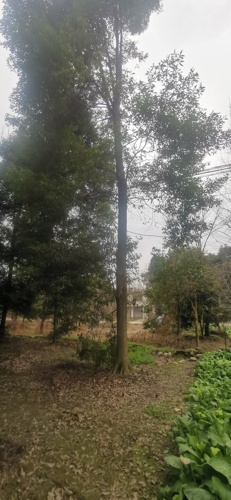 批发光棒楠木，需要联系