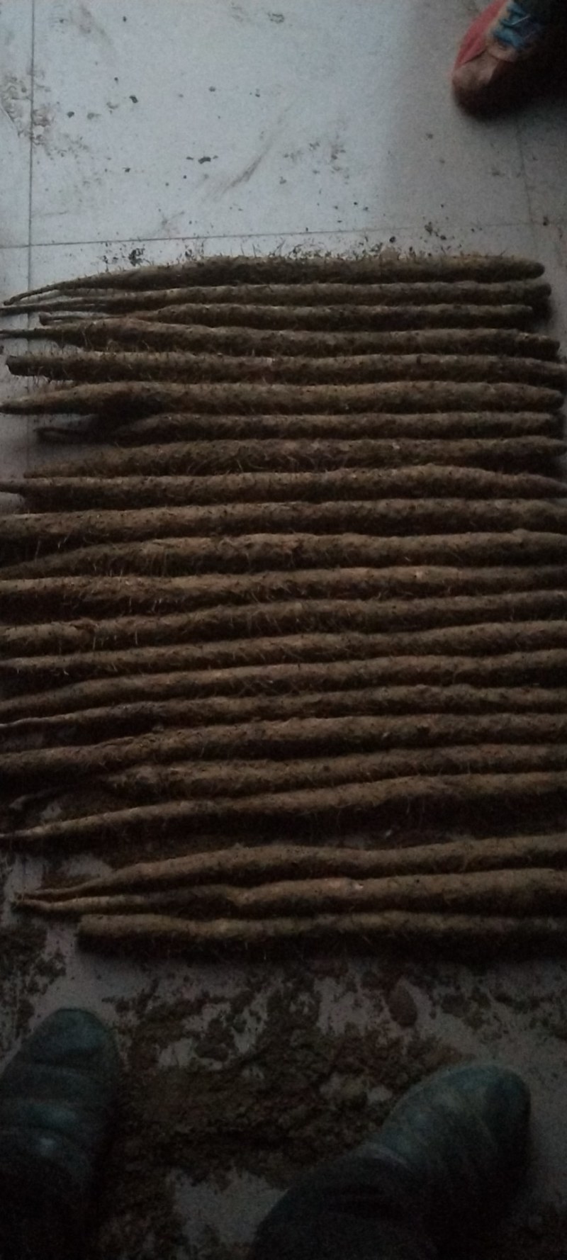 精品河北深州小白嘴山药，营养丰富绿色食品，物养价廉