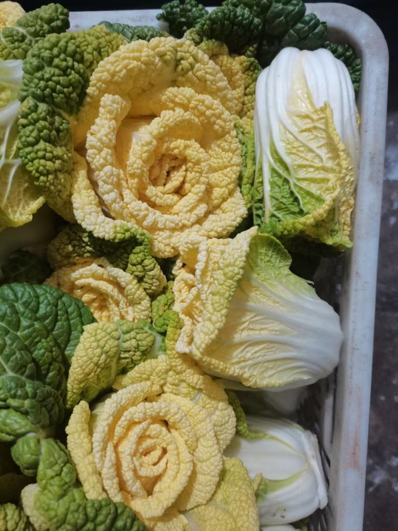 黄心菜！电商，超市直接发货专业团队合作！！！！！！！